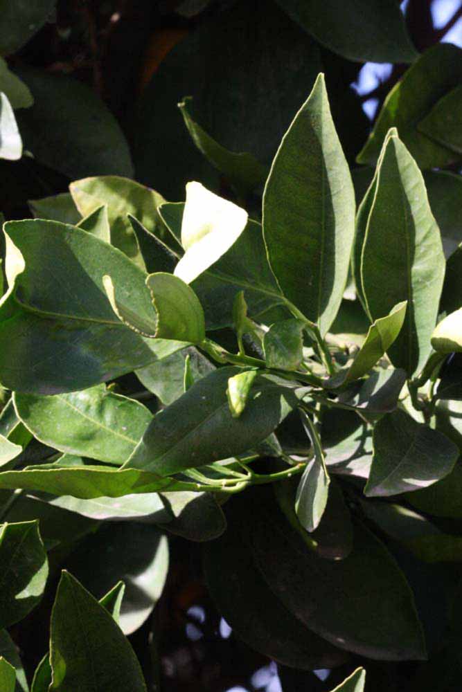            Sun leaves (Riverside, CA)   